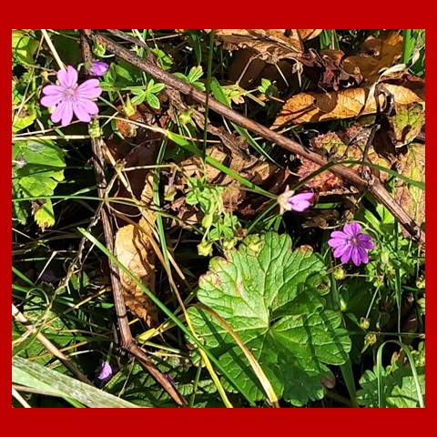 Autumn flowers n twigs 4